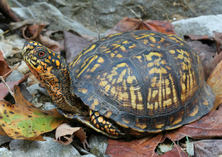 Eastern Box Turtle